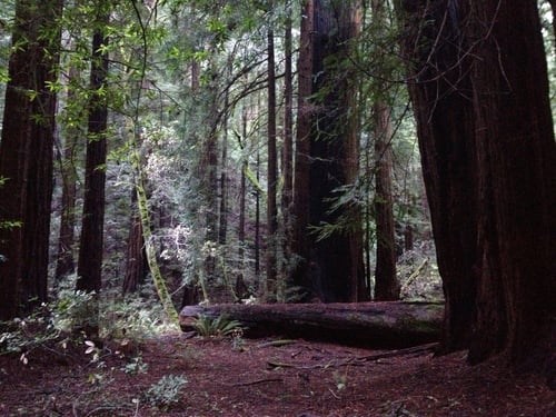 Muir Woods Forest